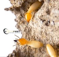 Sams Termite Control Brisbane image 4